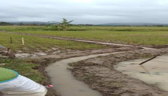 Kegiatan Normaslisasi Saluran Irigasi  01