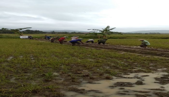 Kegiatan Normaslisasi Saluran Irigasi  02