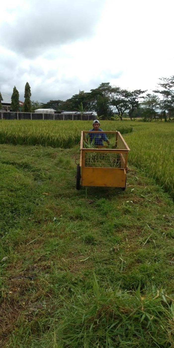 Kegiatan Ngarit Rumput 01