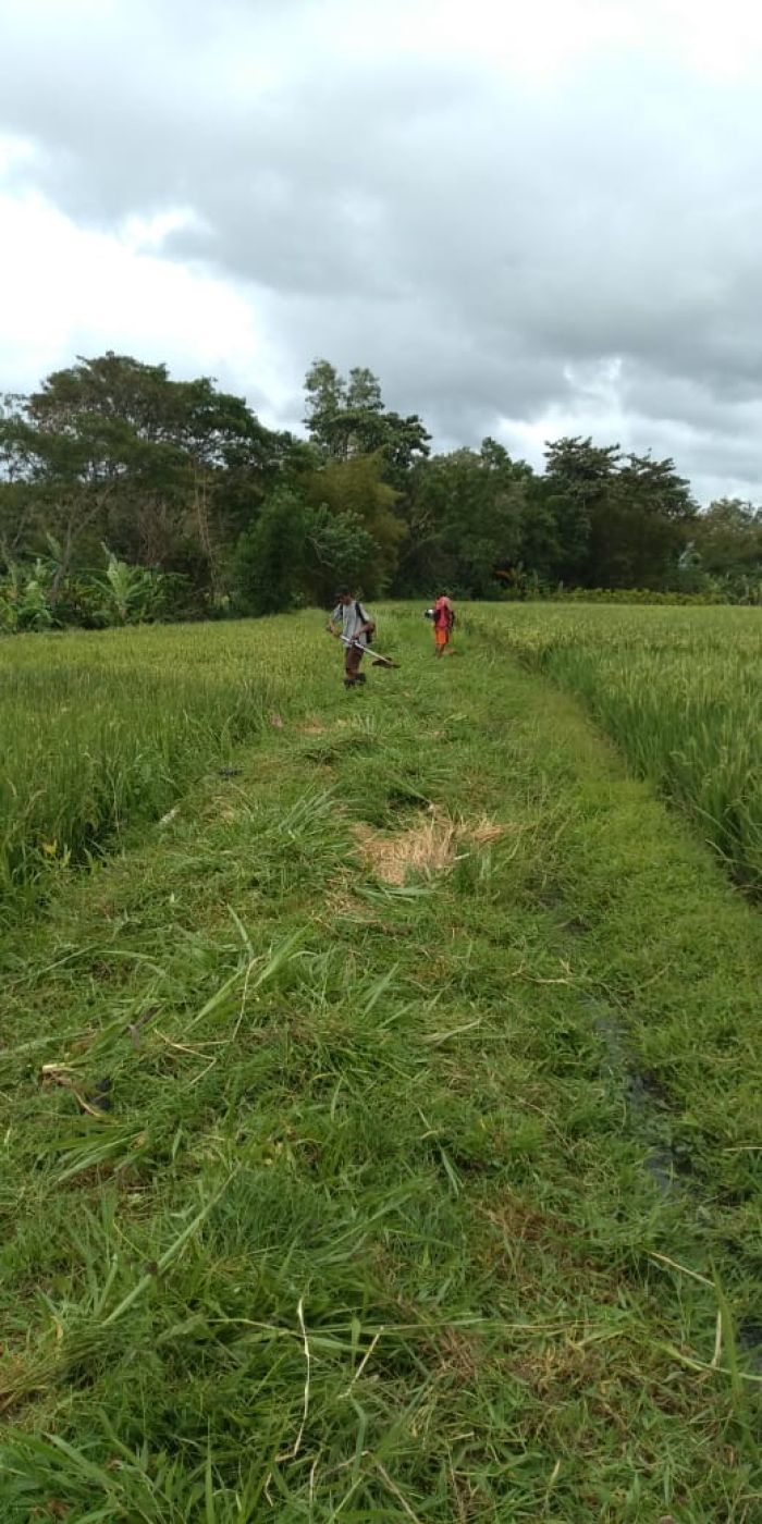 Kegiatan Ngarit Rumput