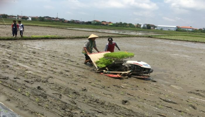 Tanam bersama bupati kebumen 03