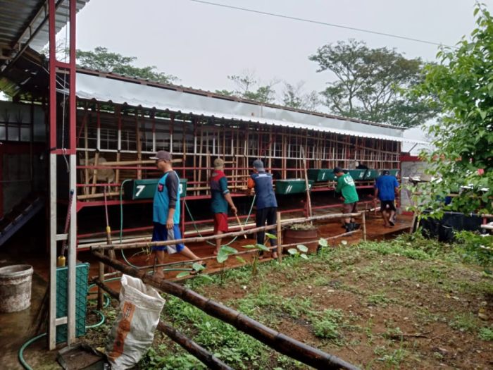 Kegiatan bersih kandang