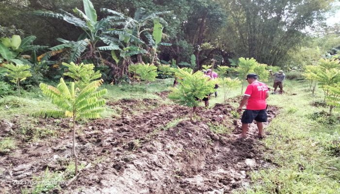 Persiapan Lahan Pakan Ternak 01