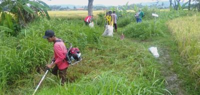 Kegiatan Ngarit Rumput